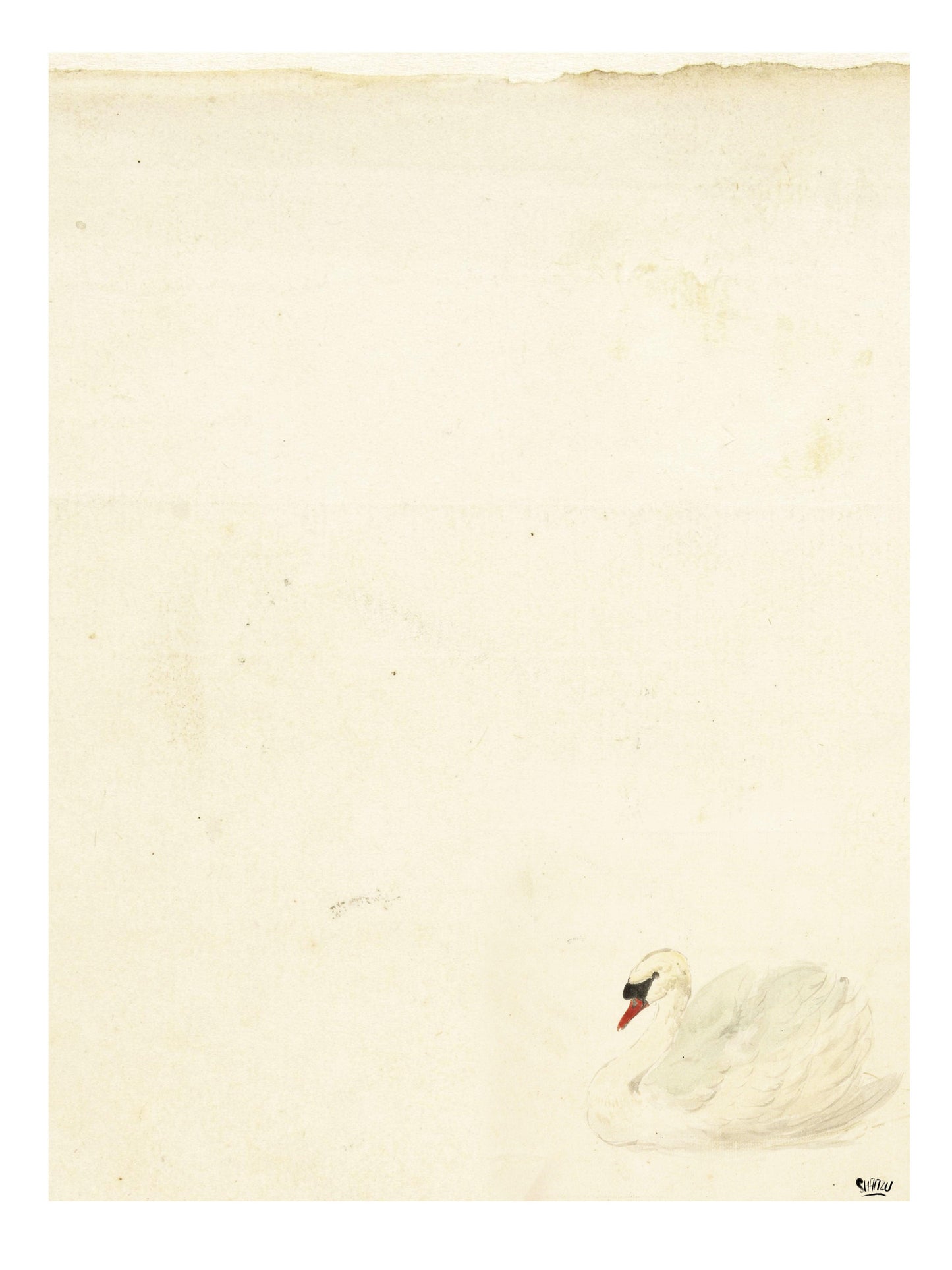 White swan - Hans Breuker