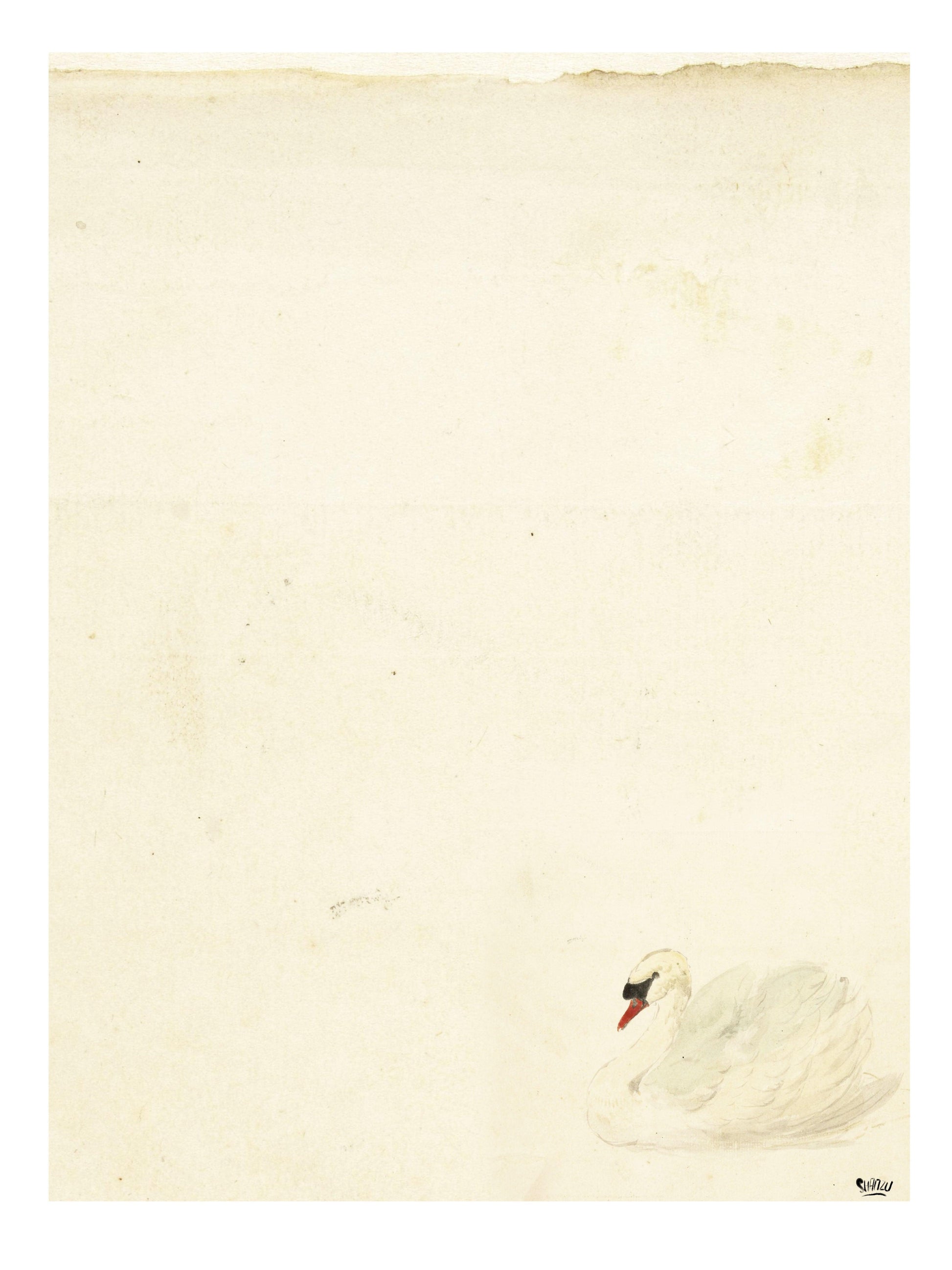 White swan - Hans Breuker